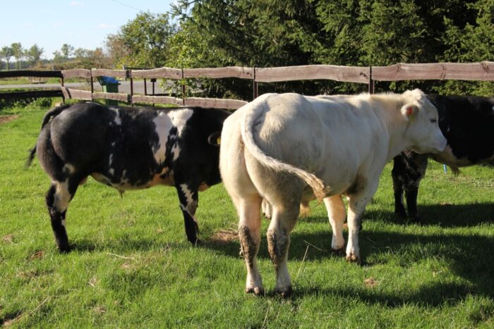 Koronawirus, COVID-19, zwierzęta hodowlane, dobrostan zwierząt, kwarantanna, hodowcy zwierząt, obrońcy zwierząt