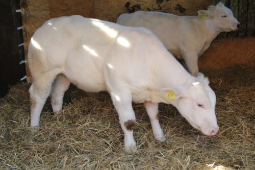 nielegalne antybiotyki w hodowli, leczenie zwierząt, paweł niemczuk, główny lekarz weterynarii