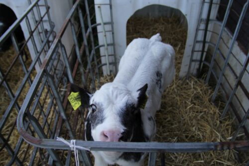 piątka dla zwierząt, ubój rytualny, zwierzęta futerkowe, Sławomir Izdebski, rolnicy, Sztab Kryzysowy Rolników, bydło