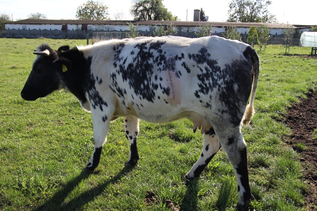 odbieranie rolnikom zwierząt, MRiRW, RPO, ochrona zwierząt, inspekcja weterynaryjna
