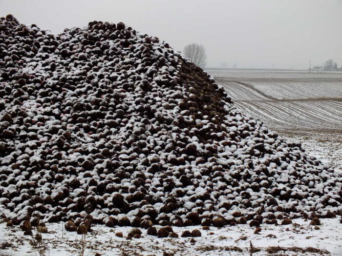 burak ćwikłowy, pryzma, mróz