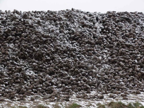 buraki, pryzma, mróz, Zamojszczyzna