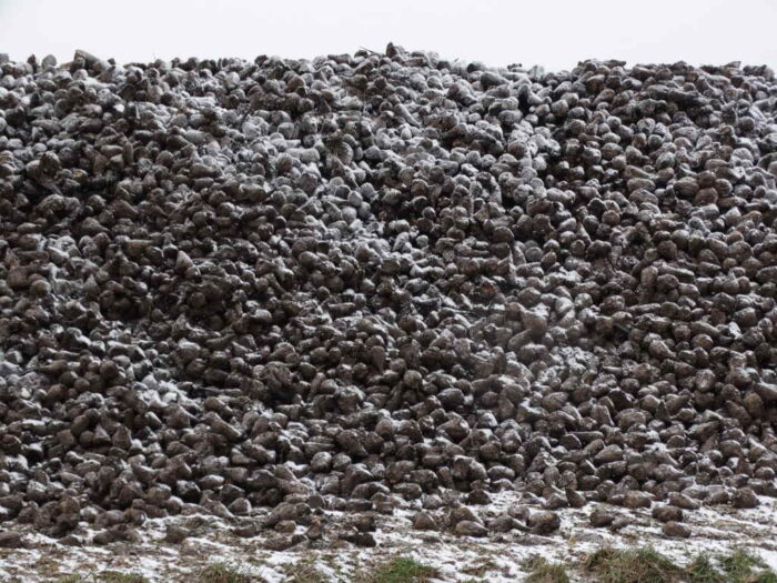 buraki, pryzma, mróz, Zamojszczyzna