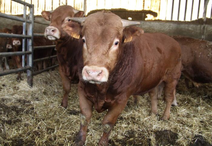 bydło, mięso, bydło mięsne, PROW, Adam Patkowski