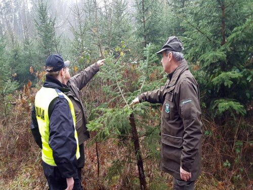 akcja choinka, choinki, złodzieje choinek, las, wycinka choinek