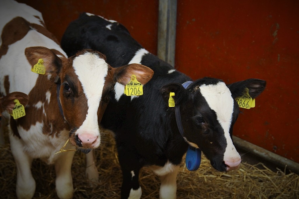 cielęta, kojce podwójne, dobrostan cieląt, bydło mleczne