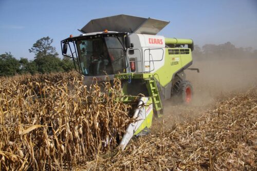 Claas Lexion 770 w kukurydzy
