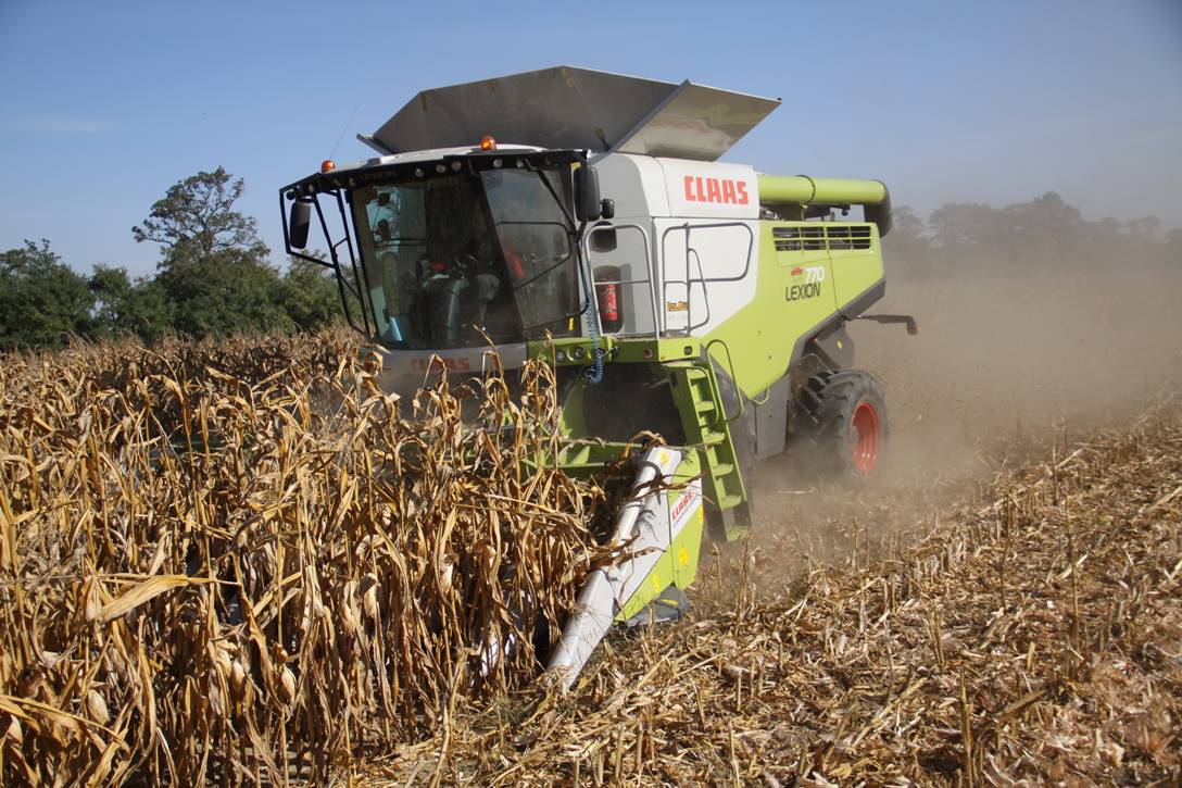 Claas Lexion 770 w kukurydzy