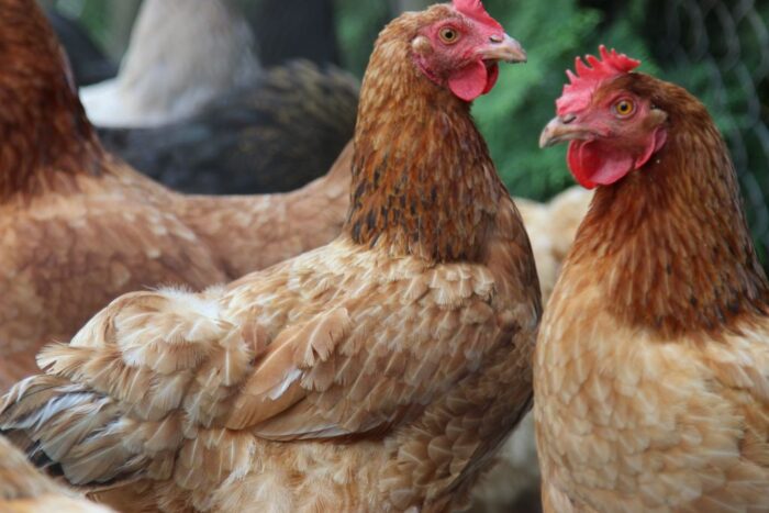 drób, eksport drobiu, cena drobiu, handel mięsem, zysk ze sprzedaży drobiu