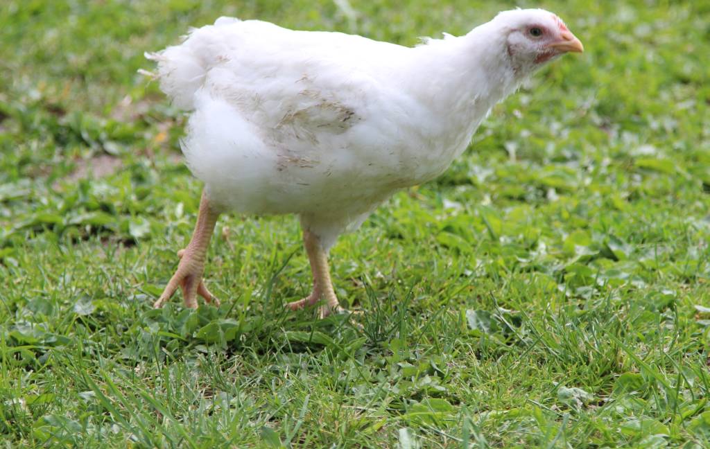 antybiotyki, drób, produkcja drobiu, stosowanie antybiotyków, mięso, SGGW