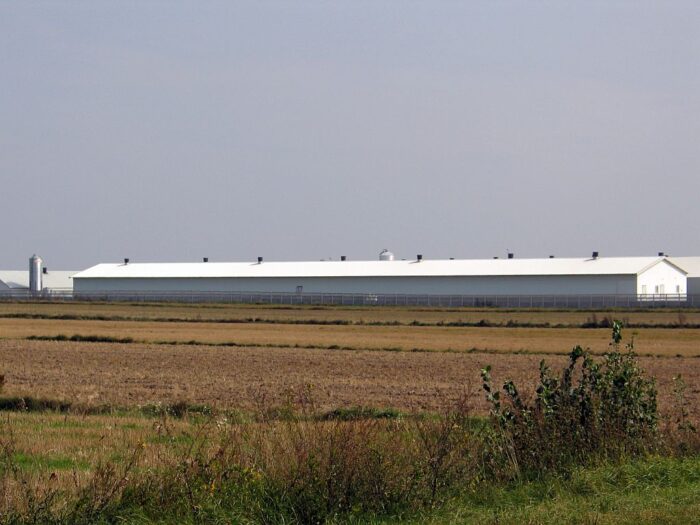 smród, chlewnie, fermy, ministerstwo środowiska, mława, ewa lech