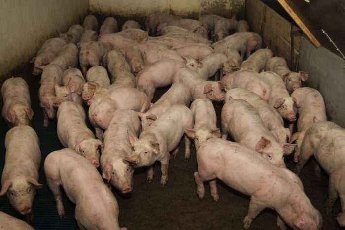 fundusz promocji żywności, żywność, promocja żywności, marketing rolny, andrzej duda