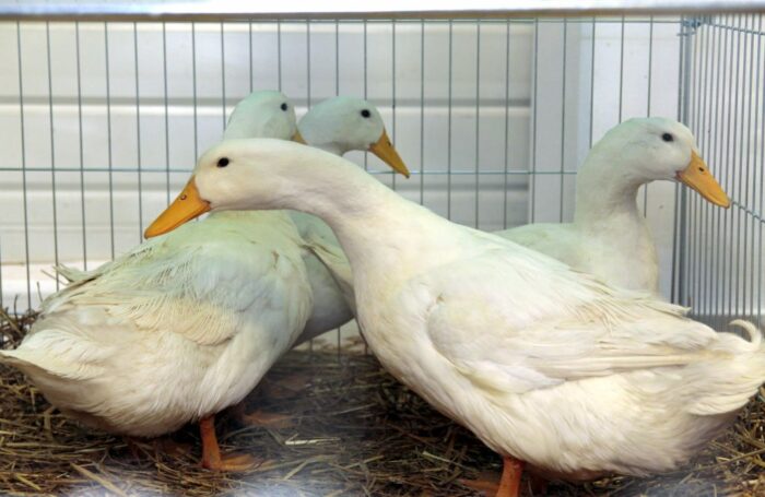 ptasia grypa, trzecie ognisko, gęsi