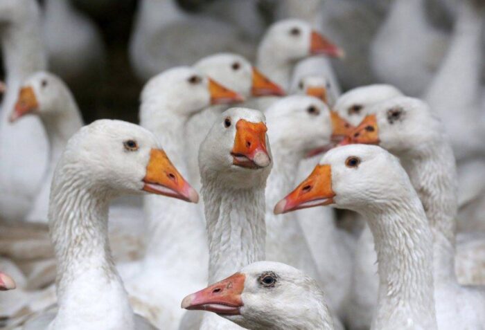 ptasia grypa, lubuskie, ferma gęsi, wirus, ognisko wirusa H5N8