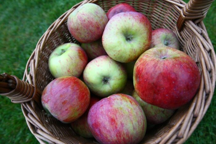 sadownictwo, zbiory jabłek, węgry, węgierska Narodowa Izba Rolna