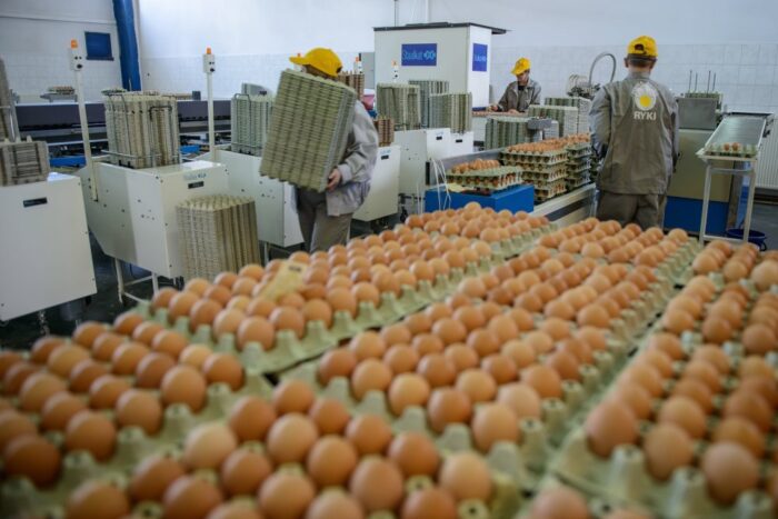 jaja spożywcze, jaja konsumpcyjne, Instytut Ekonomiki Rolnictwa i Gospodarki Żywnościowej