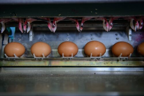 Produkty drobiarskie, jaja inkubowane, jaja, żywe kurczęta, rosja-polska