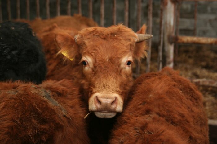 jałówki, byczki, limousine, aukcja bydła mięsnego