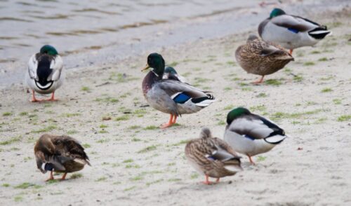 ptasia grypa, francja, wirus H5N8, drób, kaczki, foie gras