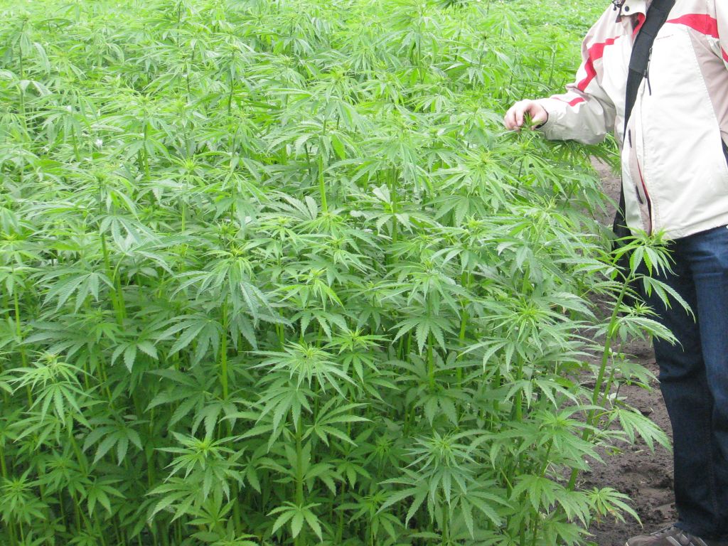 uprawa konopi, uprawa lnu, rośliny włókniste, rafał bogucki, Instytut Włókien Naturalnych i Roślin Zielarskich