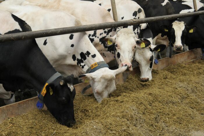 pasze noGMO, noGMO, krowy mleczne, OSM Piątnica