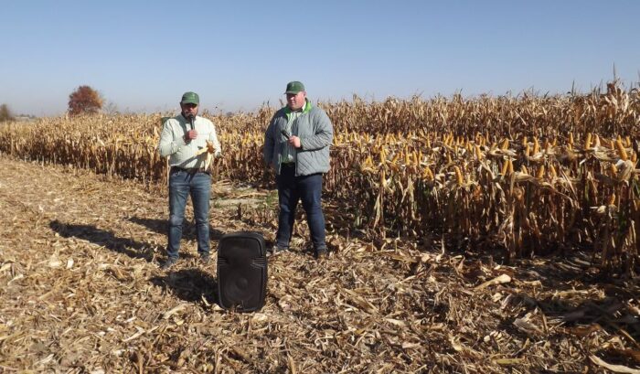 Zmierz się z IGP, IGP, Sano, kukurydza, wysokość kukurydzy, Codizouk, bydło mleczne, kiszonka z kukurydzy