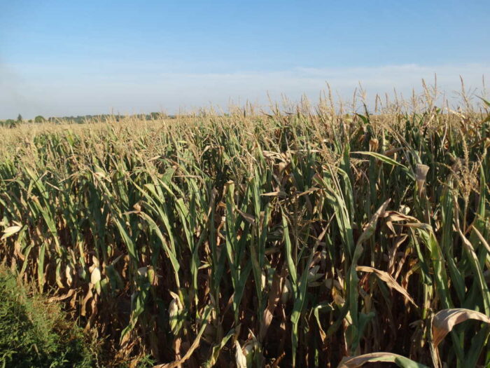 kukurydza, kiszonka, plantacja