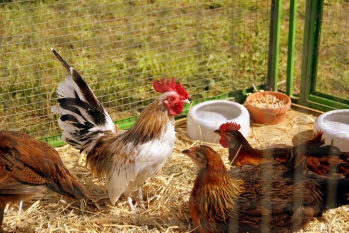 kury, piąte ognisko, ptasia grypa