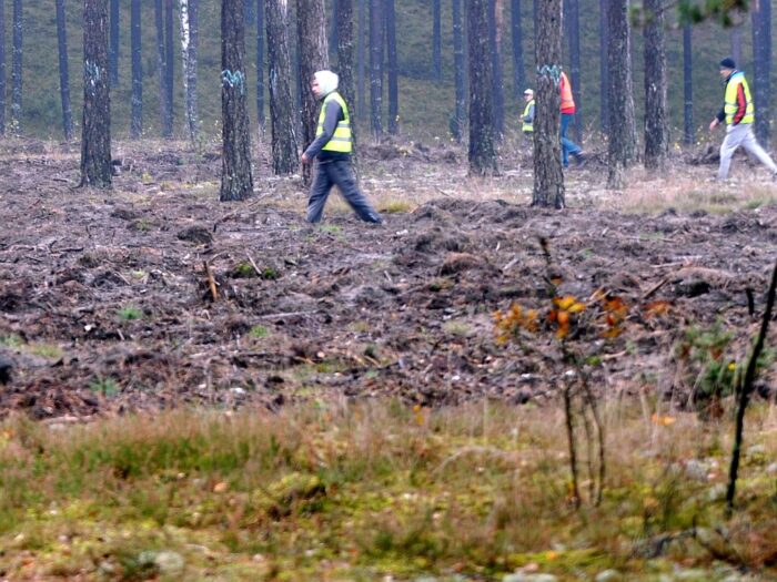 lasy_panstwowe_sprzedaz