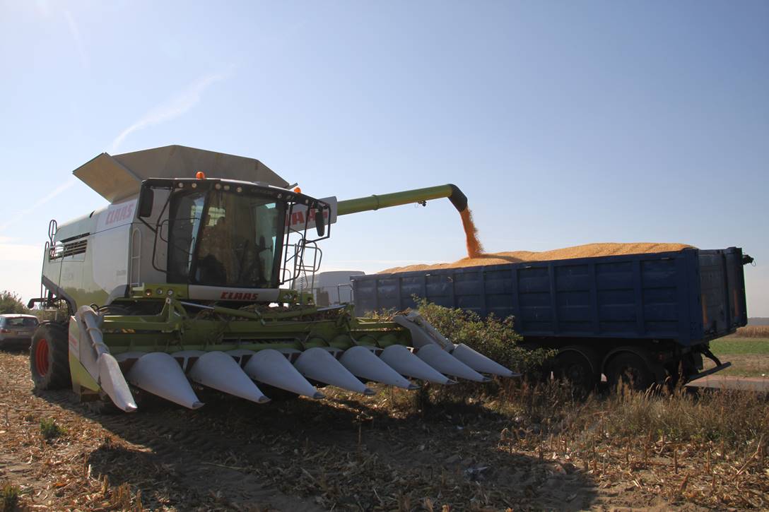 Claas Lexion 770 w kukurydzy