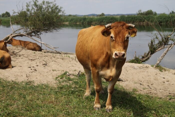 bydło mięsne, buhaje, limousine, aukcja,