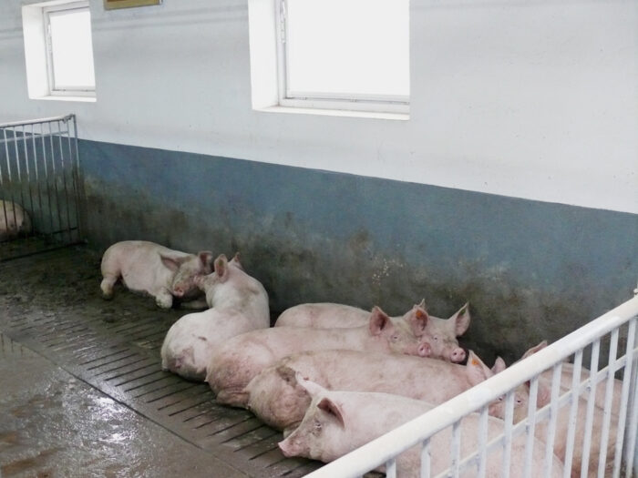 dopłaty dla hodowców krów i świń, dobrostan zwierząt, Europejski Fundusz Rolny, prow 2014-2020