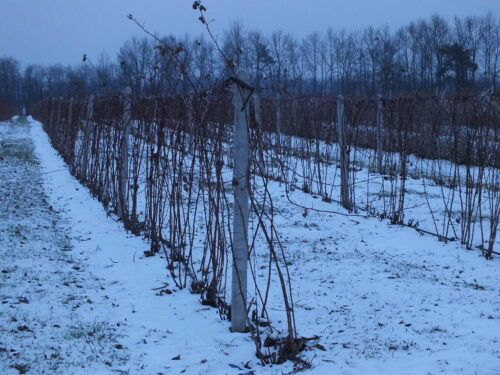rynek hurtowy w broniszach, bronisze, maciej kmera, ceny owoców i warzyw, owoce jagodowe