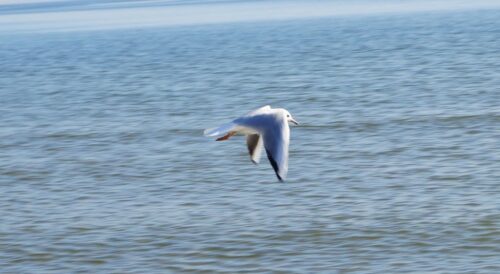 ptasia grypa, darłowo, pomorze zachodnie, mewa