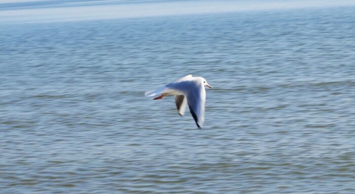 ptasia grypa, darłowo, pomorze zachodnie, mewa