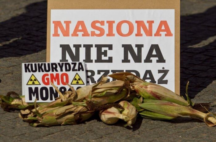 nasiona GMO, uprawa, materiał siewny, GMO, zakaz obrotu materiałem siewnym genetycznie modyfikowanym