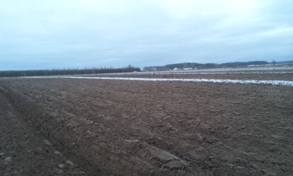 orka przedzimowa, pole