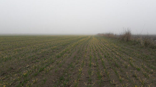 pszenica ozima, objawy niedoboru magnezu