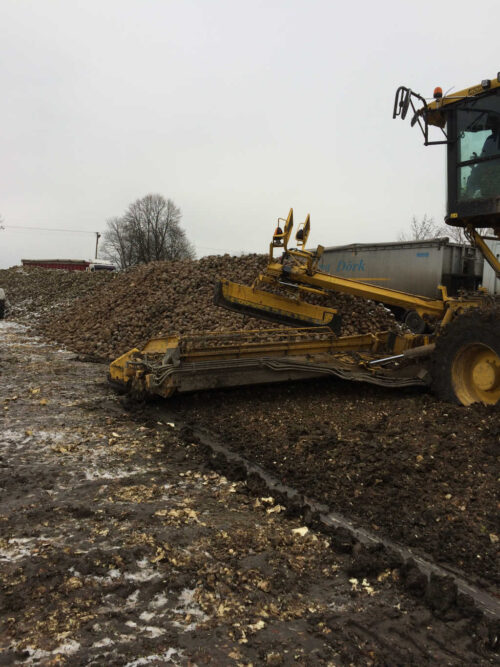 buraki, pryzma, odbiór surowca, doczyszczarko-ładowarka