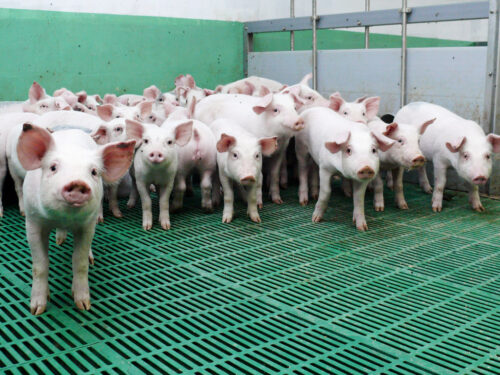 rośnie produkcja prosiąt, plenność loch