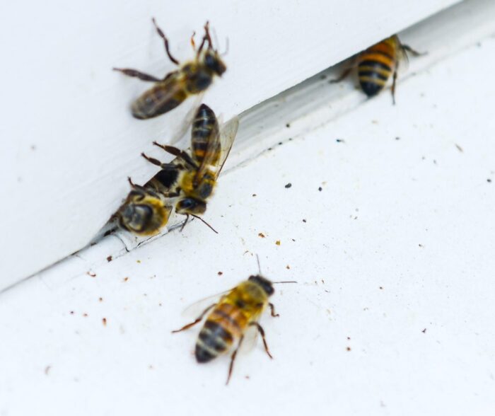 pszczoły, pszczelarstwo, pszczele rodziny, pasieki, warszawa, pszczelarium