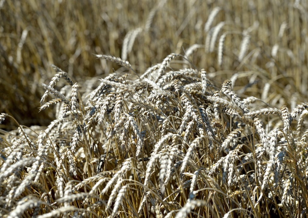 euronext w paryżu, cbot w chicago, notowania pszenicy, notowania kukurydzy