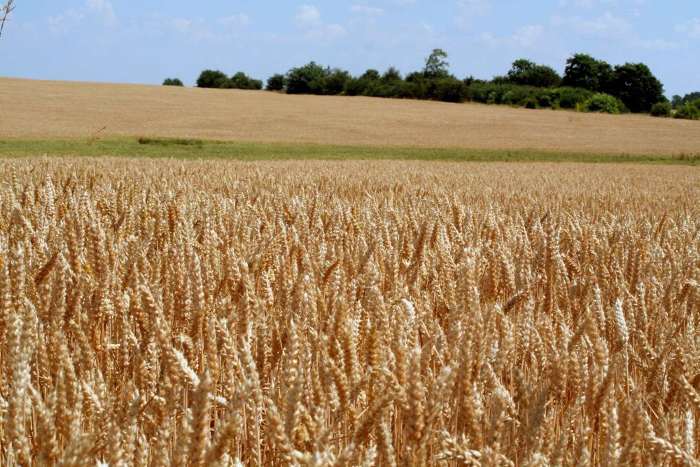 eksport żywności, żywność, pszenica, produkty rolno-spożywcze, nigeria, arabia saudyjska