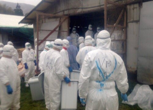 H5N6, wirus ptasiej grypy, wirus H5N6, Japonia, nowe ognisko ptasiej grypy w Japonii