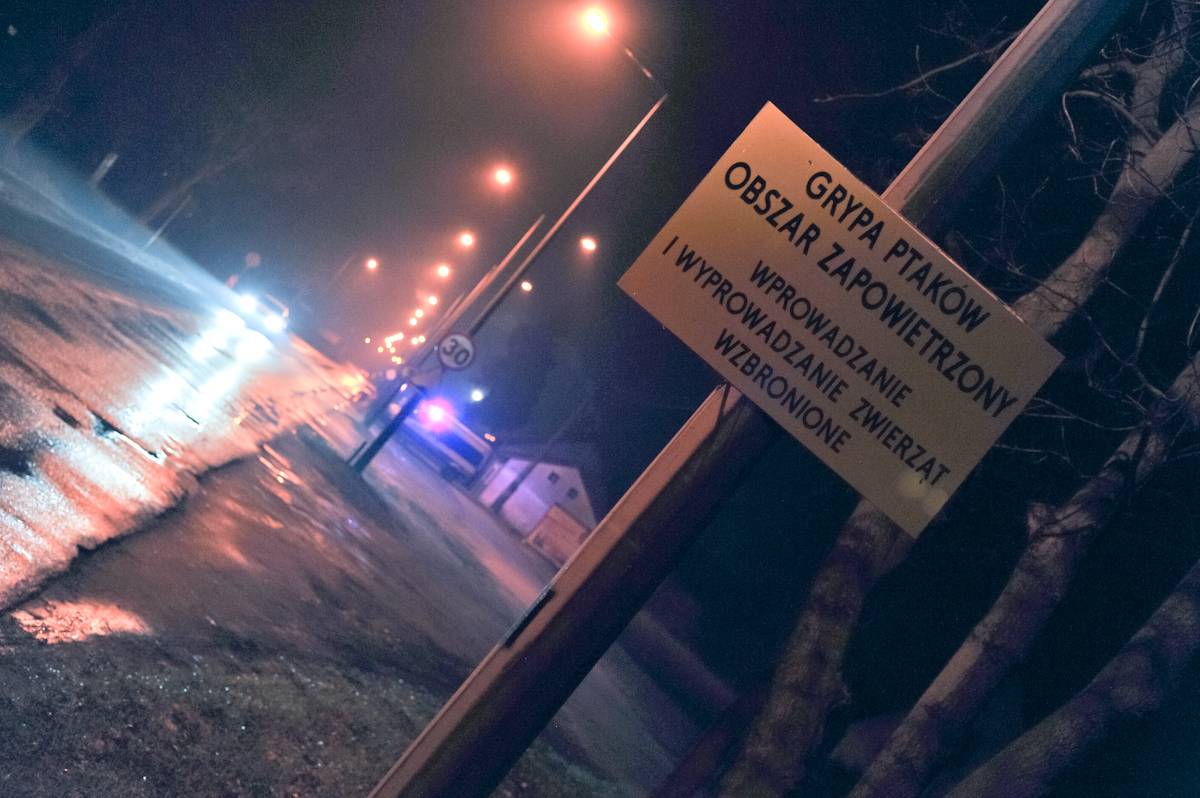 ptasia grypa, H5N8, nowe przypadki ptasiej grypy, podtyp H5N8, drób, wirus