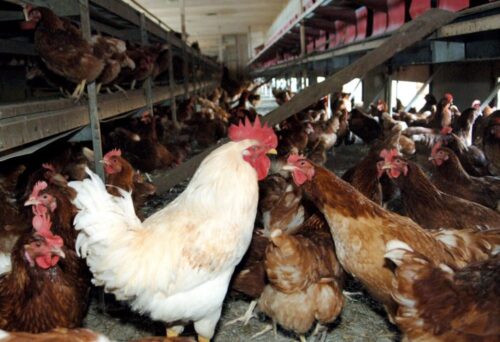 ptasia grypa, drób, hodowla drobiu, wirus H5N8, Deszczno, lubuskie