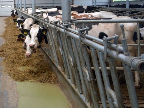 komornik, egezukucja komornicza, stado, zwierzęta gospodarskie, maszyny rolnicze, nawozy