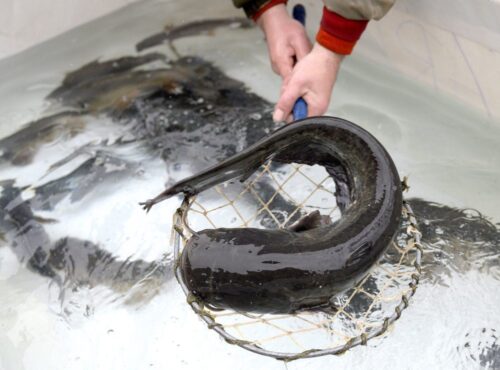 ryby, ryby zagrożone wyginięciem, sprzedaż ryb, ekolodzy, wwf polska