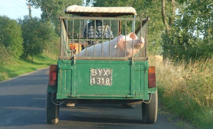 hodowla zwierząt, świnie, strusie, BHP w rolnictwie, ministerstwo rolnictwa, rozporządzenie