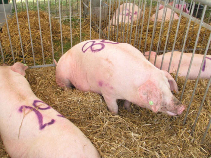 trzoda chlewna, podlasie, asf, afrykański pomór świń